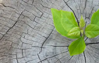 Business Development